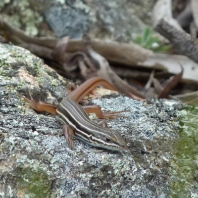 Ctenotus taeniolatus (Copper-tailed Skink) at Boro - 20 Dec 2017 by Paul4K