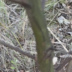 Acacia decurrens at Aranda, ACT - 23 Jul 2023