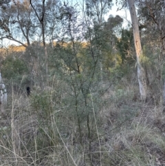 Acacia decurrens at Aranda, ACT - 23 Jul 2023