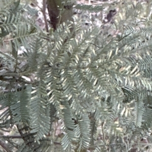 Acacia decurrens at Aranda, ACT - 23 Jul 2023