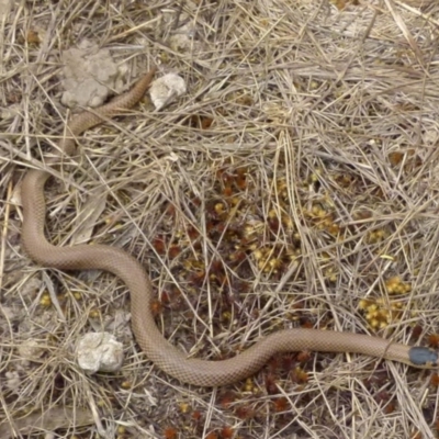 Parasuta flagellum (Little Whip-snake) at Boro - 15 Oct 2018 by Paul4K