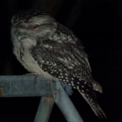 Podargus strigoides (Tawny Frogmouth) at Boro - 21 Jun 2018 by Paul4K