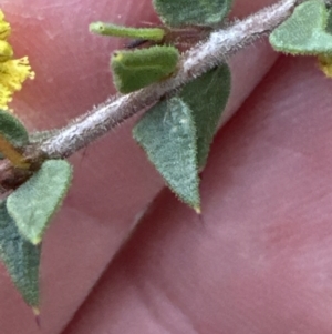 Acacia gunnii at Aranda, ACT - 23 Jul 2023