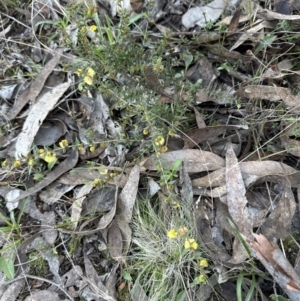 Acacia gunnii at Aranda, ACT - 23 Jul 2023