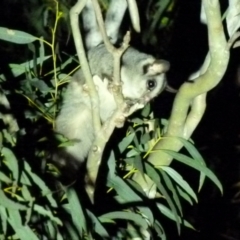 Petaurus notatus (Krefft’s Glider, formerly Sugar Glider) at Borough, NSW - 13 Nov 2018 by Paul4K