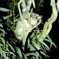 Petaurus notatus at Borough, NSW - 13 Nov 2018