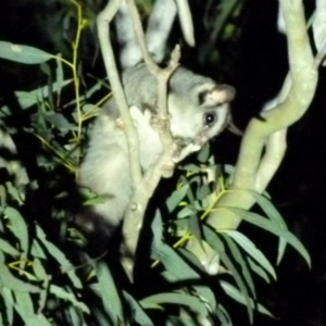 Petaurus notatus at Borough, NSW - 13 Nov 2018