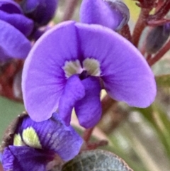 Hardenbergia violacea (False Sarsaparilla) at Belconnen, ACT - 23 Jul 2023 by lbradley