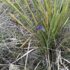 Hardenbergia violacea at Aranda, ACT - 23 Jul 2023