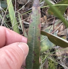 Hardenbergia violacea at Aranda, ACT - 23 Jul 2023