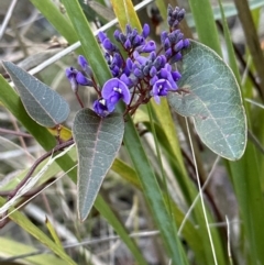 Hardenbergia violacea at Aranda, ACT - 23 Jul 2023 04:43 PM