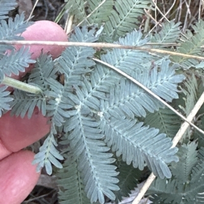 Acacia baileyana (Cootamundra Wattle, Golden Mimosa) at Belconnen, ACT - 23 Jul 2023 by lbradley