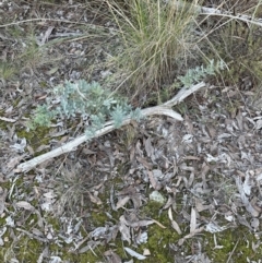 Acacia baileyana at Aranda, ACT - 23 Jul 2023