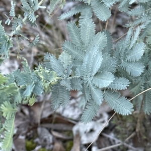 Acacia baileyana at Aranda, ACT - 23 Jul 2023