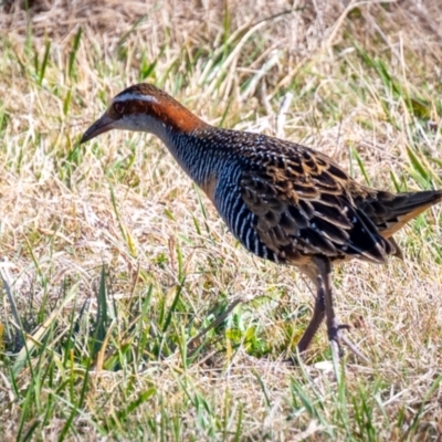 Gallirallus philippensis (Buff-banded Rail) at Watson, ACT - 22 Jul 2023 by Jek