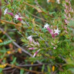 Leucopogon neoanglicus at Boolijah, NSW - 23 Apr 2023 10:34 AM