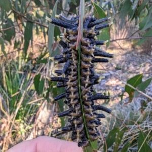 Perginae sp. (subfamily) at Molonglo Valley, ACT - 23 Jul 2023