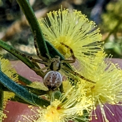 Australomisidia sp. (genus) (Flower spider) at Molonglo Valley, ACT - 23 Jul 2023 by HelenCross