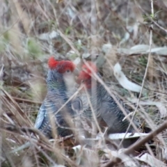 Callocephalon fimbriatum (Gang-gang Cockatoo) at Hughes, ACT - 22 Jul 2023 by LisaH