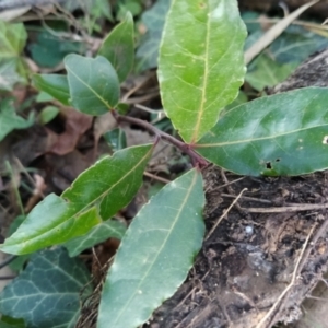 Laurus nobilis at Fadden, ACT - 23 Jul 2023