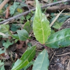 Laurus nobilis at Fadden, ACT - 23 Jul 2023 04:26 PM