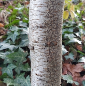 Betula pendula at Fadden, ACT - 23 Jul 2023