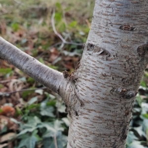 Betula pendula at Fadden, ACT - 23 Jul 2023