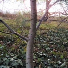 Betula pendula at Fadden, ACT - 23 Jul 2023