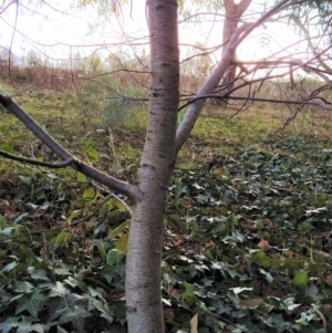 Betula pendula at Fadden, ACT - 23 Jul 2023