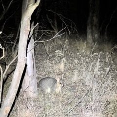 Trichosurus vulpecula (Common Brushtail Possum) at Belconnen, ACT - 23 Jul 2023 by JimL