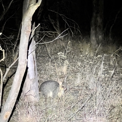 Trichosurus vulpecula (Common Brushtail Possum) at Woodstock Nature Reserve - 23 Jul 2023 by JimL