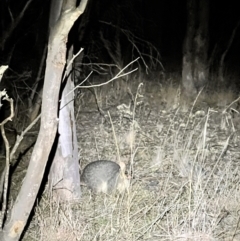 Trichosurus vulpecula at Belconnen, ACT - 23 Jul 2023 05:59 PM