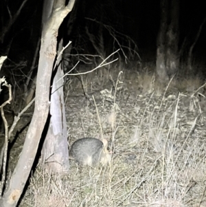 Trichosurus vulpecula at Belconnen, ACT - 23 Jul 2023