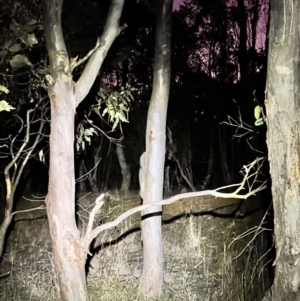 Trichosurus vulpecula at Belconnen, ACT - 23 Jul 2023