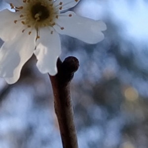 Prunus avium at Fadden, ACT - 23 Jul 2023