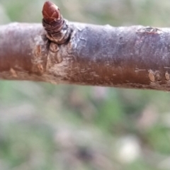 Prunus avium at Fadden, ACT - 23 Jul 2023