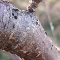 Prunus avium at Fadden, ACT - 23 Jul 2023