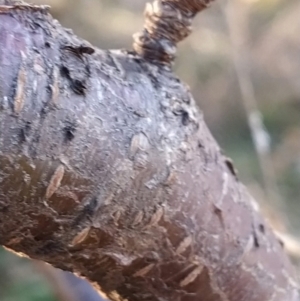 Prunus avium at Fadden, ACT - 23 Jul 2023