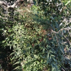 Nandina domestica (Sacred Bamboo) at Wanniassa Hill - 23 Jul 2023 by KumikoCallaway