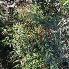 Nandina domestica (Sacred Bamboo) at Fadden, ACT - 23 Jul 2023 by KumikoCallaway