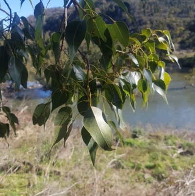 Brachychiton populneus subsp. populneus (Kurrajong) at Stony Creek - 23 Jul 2023 by danswell