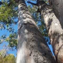 Brachychiton populneus subsp. populneus at Stromlo, ACT - 23 Jul 2023