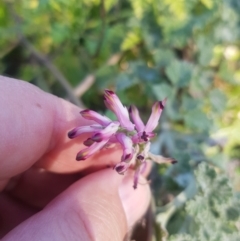 Fumaria muralis subsp. muralis (Wall Fumitory) at Stony Creek - 23 Jul 2023 by danswell