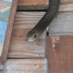 Pseudonaja textilis at Borough, NSW - suppressed