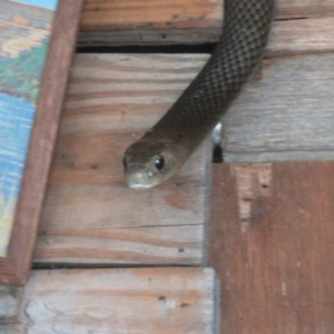 Pseudonaja textilis at Borough, NSW - suppressed