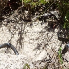 Cryptophis nigrescens (Eastern Small-eyed Snake) at Borough, NSW - 9 Jan 2012 by Paul4K