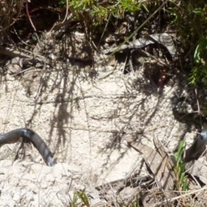 Cryptophis nigrescens at Borough, NSW - suppressed