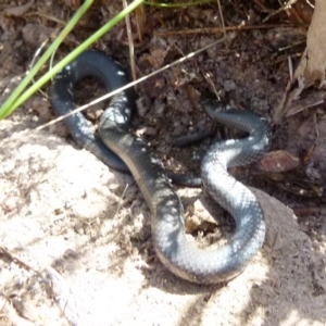 Cryptophis nigrescens at Borough, NSW - suppressed