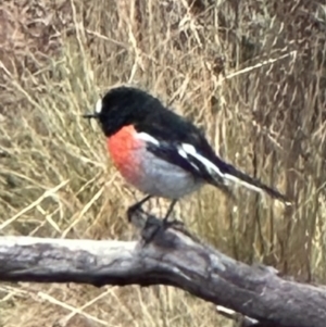 Petroica boodang at Bungendore, NSW - 16 Jul 2023 09:07 AM