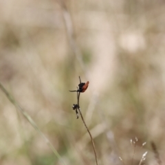 Porrostoma sp. (genus) at Rendezvous Creek, ACT - 21 Jan 2023